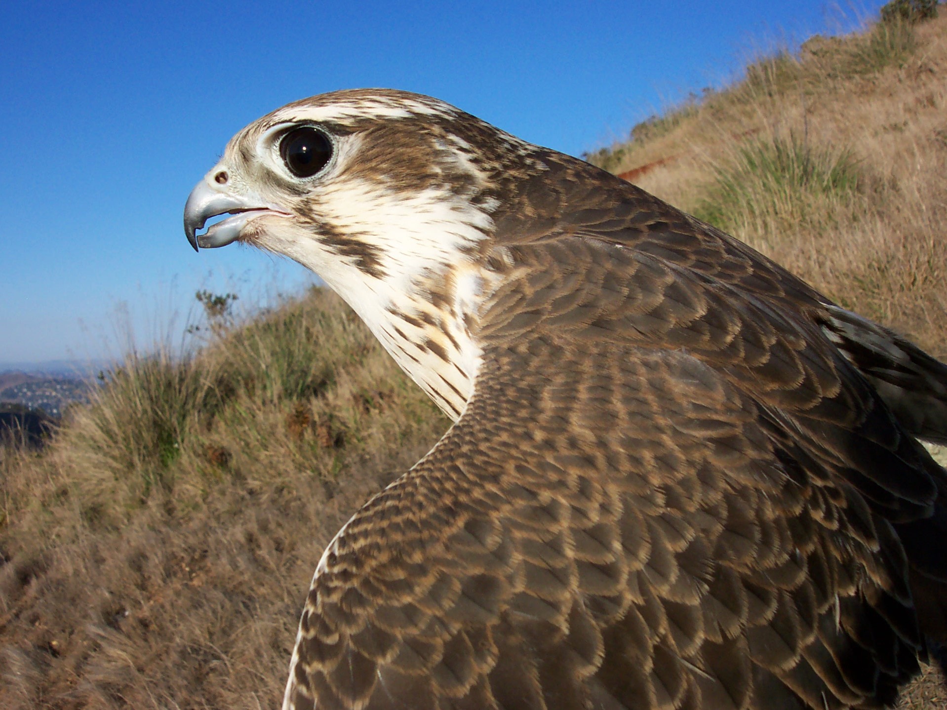 Prairie Falcon Golden Gate National Parks Conservancy